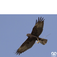 گونه سنقر تالابی Western Marsh Harrier